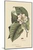 Magnolia-Mark Catesby-Mounted Art Print