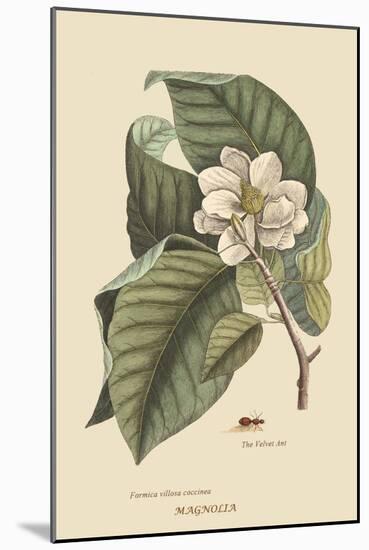 Magnolia-Mark Catesby-Mounted Art Print