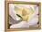 Magnolia-Virginia Huntington-Framed Stretched Canvas