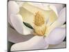 Magnolia-Virginia Huntington-Mounted Art Print