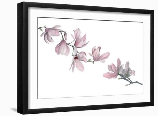 Magnolia-Stacy Hsu-Framed Art Print