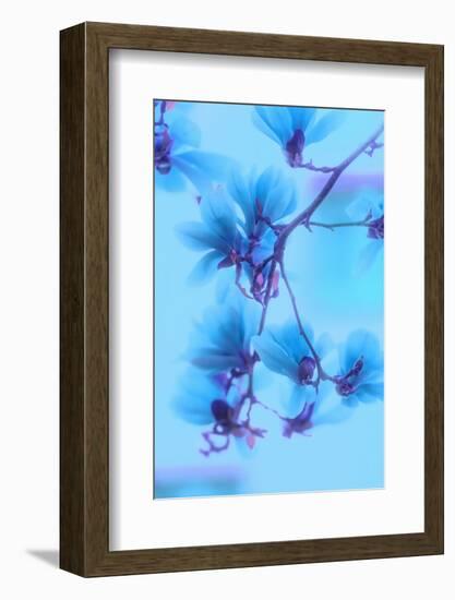 Magnolias Blues-Philippe Sainte-Laudy-Framed Photographic Print