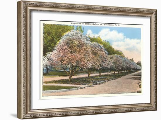 Magnolias in Bloom, Rochester, New York-null-Framed Art Print