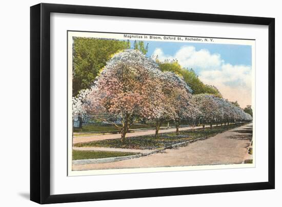 Magnolias in Bloom, Rochester, New York-null-Framed Art Print