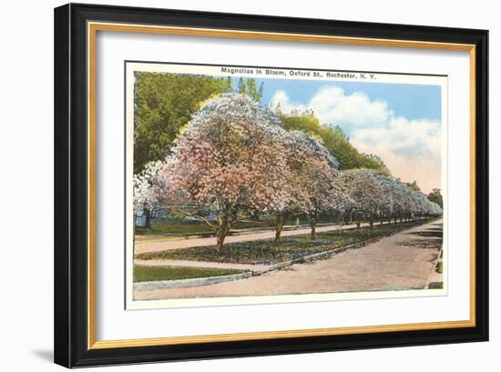 Magnolias in Bloom, Rochester, New York-null-Framed Art Print