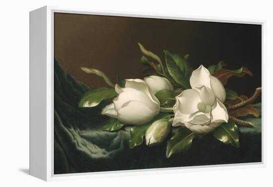 Magnolias on Light Blue Velvet Cloth, 1885/95-Martin Johnson Heade-Framed Premier Image Canvas