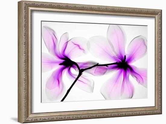 Magnolias-Hong Pham-Framed Giclee Print