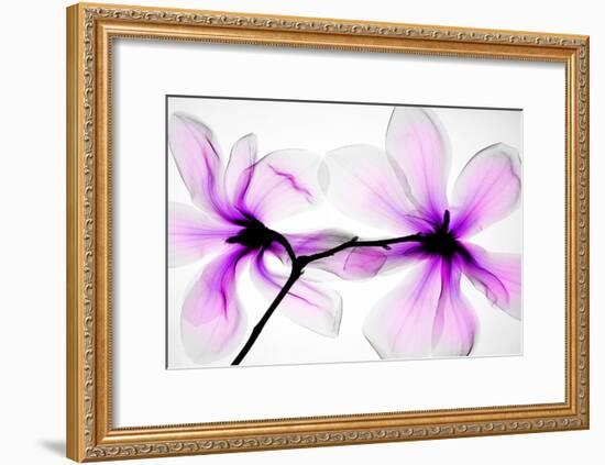 Magnolias-Hong Pham-Framed Giclee Print