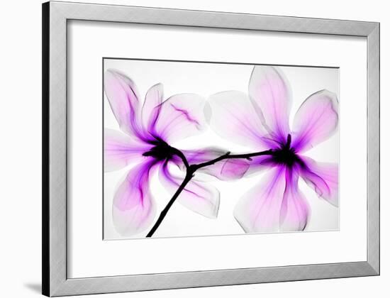 Magnolias-Hong Pham-Framed Giclee Print