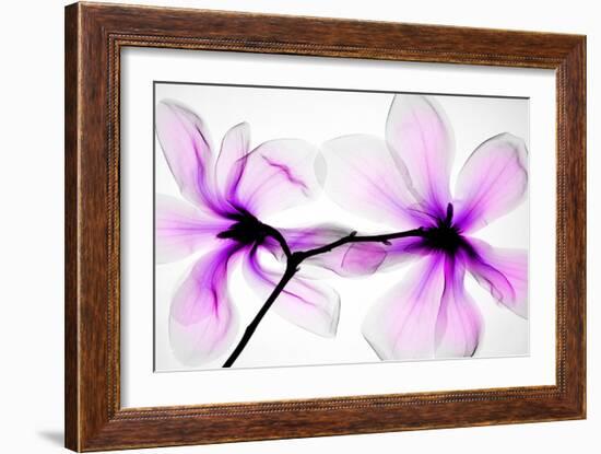 Magnolias-Hong Pham-Framed Giclee Print