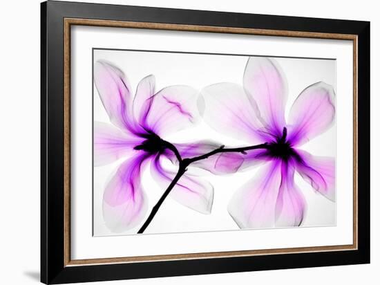 Magnolias-Hong Pham-Framed Giclee Print