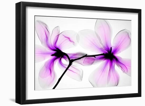 Magnolias-Hong Pham-Framed Giclee Print