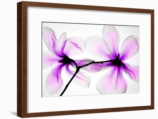 Magnolias-Hong Pham-Framed Giclee Print