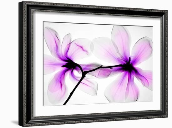 Magnolias-Hong Pham-Framed Giclee Print