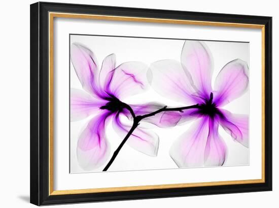 Magnolias-Hong Pham-Framed Giclee Print