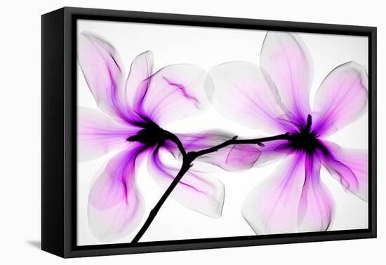 Magnolias-Hong Pham-Framed Premier Image Canvas