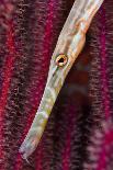 Camouflaged eye detail of a huge Crocodilefish, Indonesia-Magnus Lundgren-Photographic Print