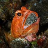 Skunk anemonefish hiding in a Carpet anemone, Indonesia-Magnus Lundgren-Photographic Print