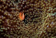 Skunk anemonefish hiding in a Carpet anemone, Indonesia-Magnus Lundgren-Photographic Print