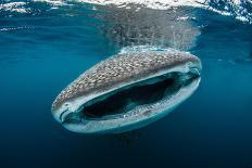 Camouflaged eye detail of a huge Crocodilefish, Indonesia-Magnus Lundgren-Photographic Print