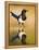 Magpie Coming to Drink at a Pool, Alicante, Spain-Niall Benvie-Framed Premier Image Canvas