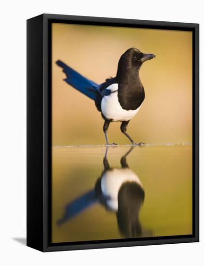Magpie Coming to Drink at a Pool, Alicante, Spain-Niall Benvie-Framed Premier Image Canvas