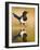 Magpie Coming to Drink at a Pool, Alicante, Spain-Niall Benvie-Framed Photographic Print