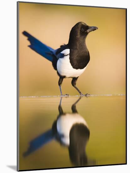 Magpie Coming to Drink at a Pool, Alicante, Spain-Niall Benvie-Mounted Photographic Print