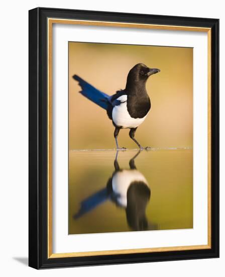 Magpie Coming to Drink at a Pool, Alicante, Spain-Niall Benvie-Framed Photographic Print