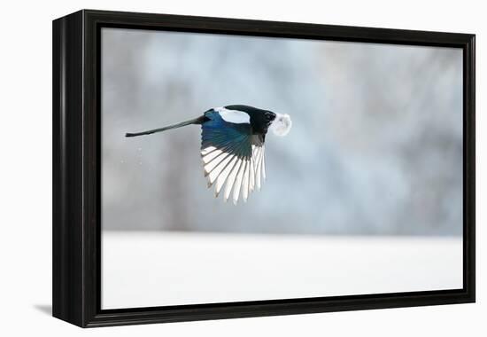 Magpie in flight, carrying fur from a mountain hare, Finland-Markus Varesvuo-Framed Premier Image Canvas