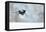 Magpie in flight, carrying fur from a mountain hare, Finland-Markus Varesvuo-Framed Premier Image Canvas