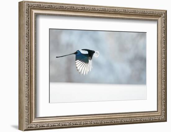 Magpie in flight, carrying fur from a mountain hare, Finland-Markus Varesvuo-Framed Photographic Print