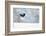 Magpie in flight, carrying fur from a mountain hare, Finland-Markus Varesvuo-Framed Photographic Print