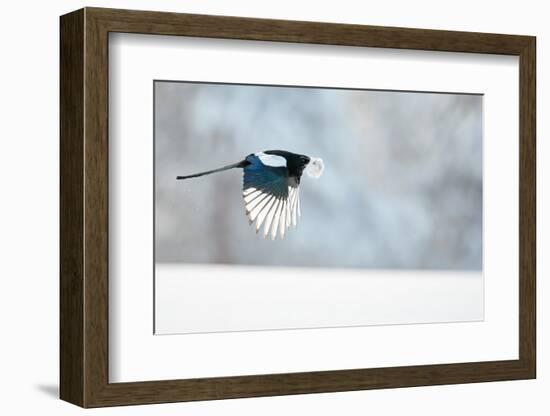 Magpie in flight, carrying fur from a mountain hare, Finland-Markus Varesvuo-Framed Photographic Print