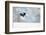 Magpie in flight, carrying fur from a mountain hare, Finland-Markus Varesvuo-Framed Photographic Print