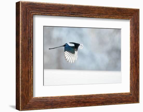 Magpie in flight, carrying fur from a mountain hare, Finland-Markus Varesvuo-Framed Photographic Print