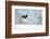 Magpie in flight, carrying fur from a mountain hare, Finland-Markus Varesvuo-Framed Photographic Print