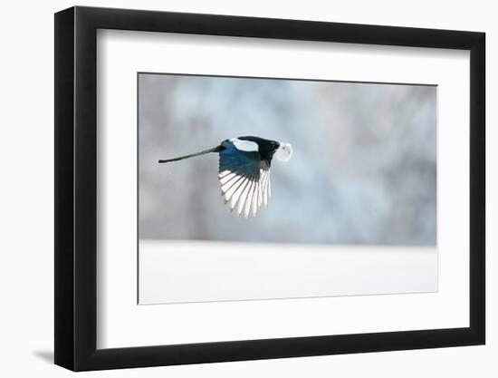 Magpie in flight, carrying fur from a mountain hare, Finland-Markus Varesvuo-Framed Photographic Print