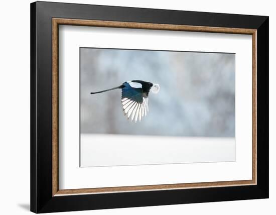 Magpie in flight, carrying fur from a mountain hare, Finland-Markus Varesvuo-Framed Photographic Print