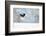 Magpie in flight, carrying fur from a mountain hare, Finland-Markus Varesvuo-Framed Photographic Print