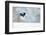 Magpie in flight, carrying fur from a mountain hare, Finland-Markus Varesvuo-Framed Photographic Print