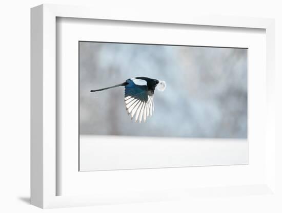 Magpie in flight, carrying fur from a mountain hare, Finland-Markus Varesvuo-Framed Photographic Print