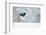 Magpie in flight, carrying fur from a mountain hare, Finland-Markus Varesvuo-Framed Photographic Print