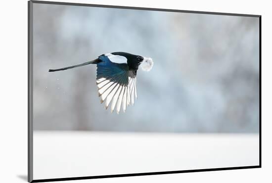 Magpie in flight, carrying fur from a mountain hare, Finland-Markus Varesvuo-Mounted Photographic Print