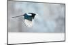 Magpie in flight, carrying fur from a mountain hare, Finland-Markus Varesvuo-Mounted Photographic Print