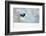 Magpie in flight, carrying fur from a mountain hare, Finland-Markus Varesvuo-Framed Photographic Print