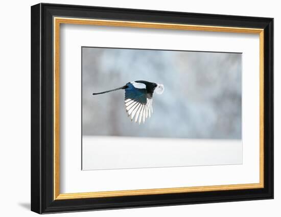 Magpie in flight, carrying fur from a mountain hare, Finland-Markus Varesvuo-Framed Photographic Print