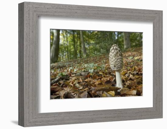 Magpie Inkcap (Coprinopsis) (Coprinus Picacea) in Beech Woodland-Nick Upton-Framed Photographic Print