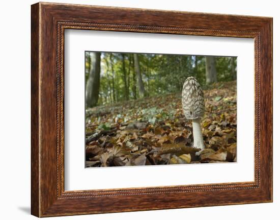 Magpie Inkcap (Coprinopsis) (Coprinus Picacea) in Beech Woodland-Nick Upton-Framed Photographic Print