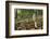 Magpie Inkcap (Coprinopsis) (Coprinus Picacea) in Beech Woodland-Nick Upton-Framed Photographic Print